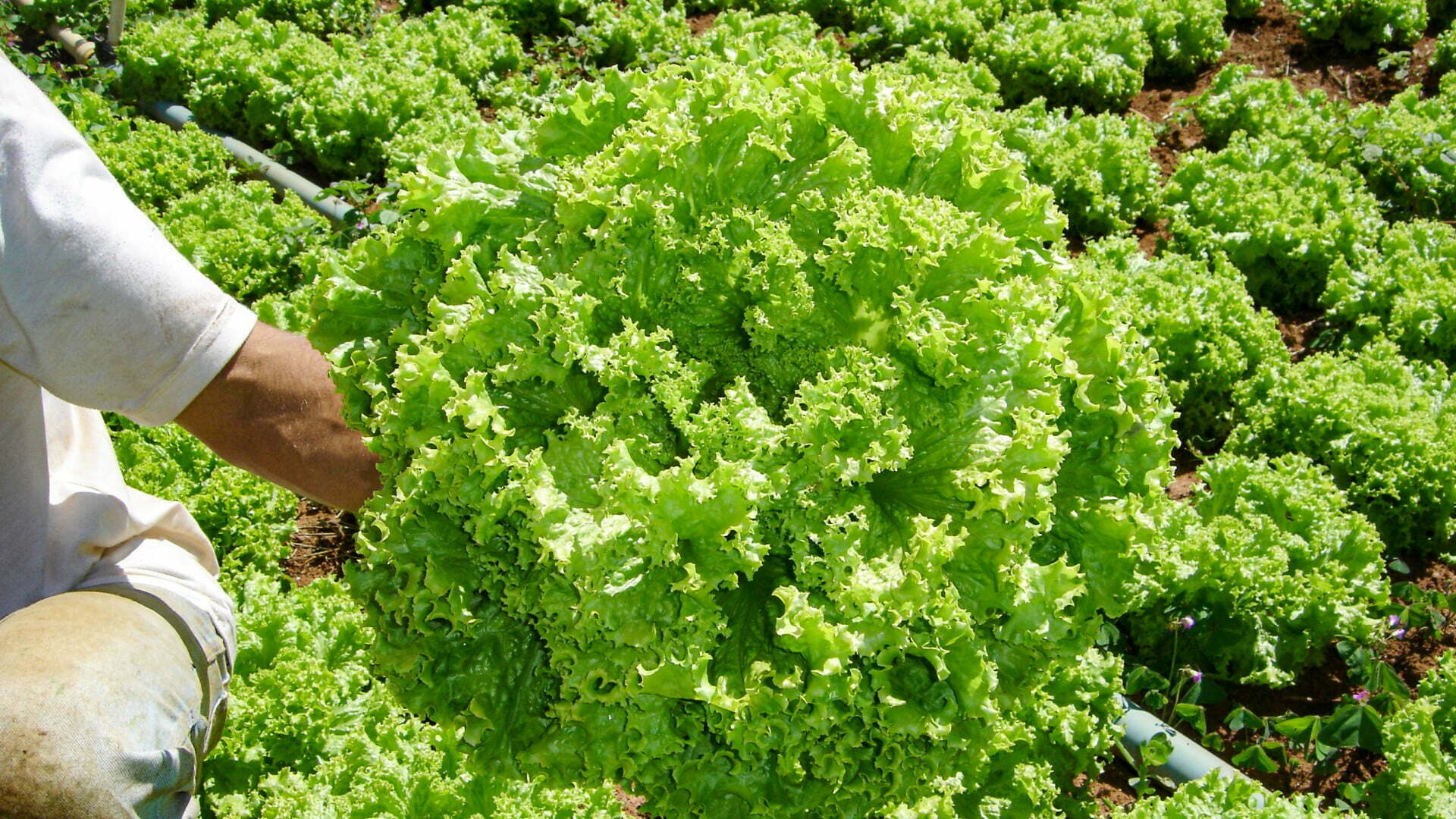 Fazenda Recanto Feliz