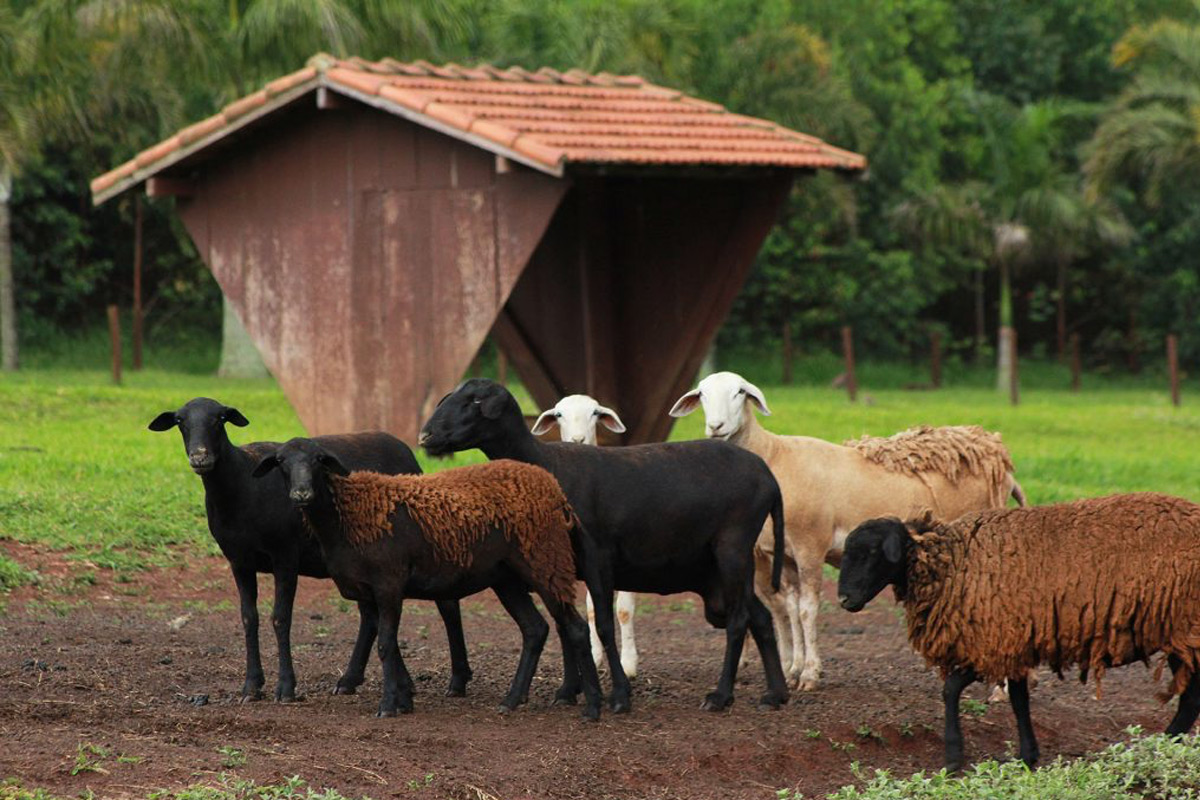 Fazenda Recanto Feliz