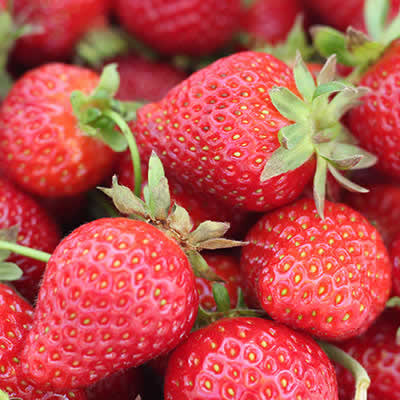 Fazenda Recanto Feliz